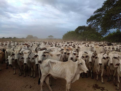 Imagen 11 de 24 de Hato En Venta En Santa Bárbara De Barinas