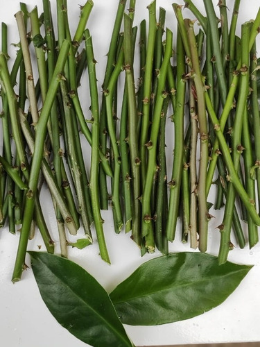 18 Estacas Ora-pro-nobis Legitimas 25%de Proteínas Legitimas