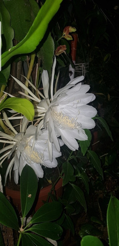 Planta Dama De Noche (epiphyllum Oxypetalum) Envase 5 Litros | MercadoLibre