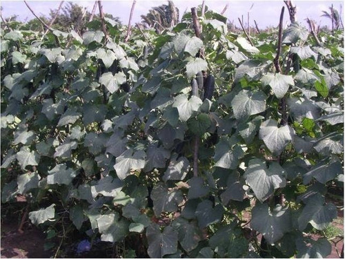 Semillas de pepino híbridas Aladdin Topseed 1000 semillas