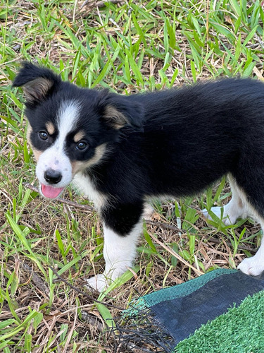 Border Collie Cachorros 