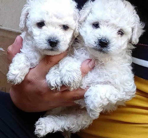 Hermosos Cachorritos French Poodle Mini Toy