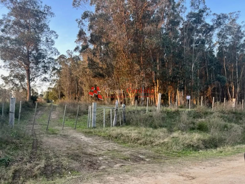 Venta - Chacra Forestada En Rocha