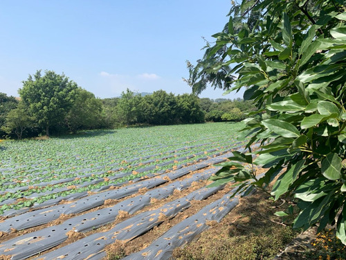 Rancho En Venta En Xochitlán Morelos