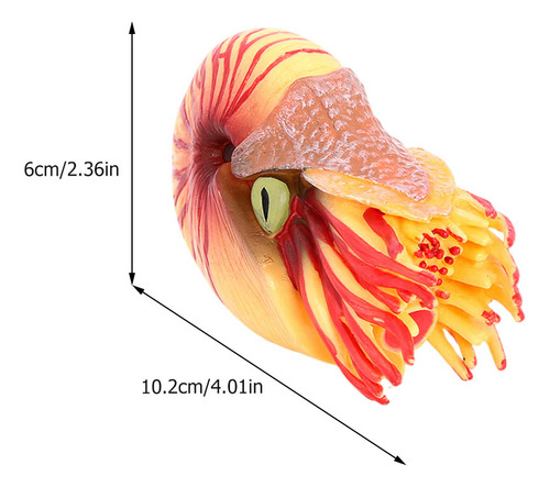 Adorno Simulado Con Forma De Nautilus, Modelo De Animal Mari