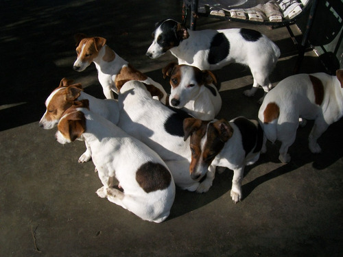 Hermosas  Jack Russell Terrier Solo Hembras