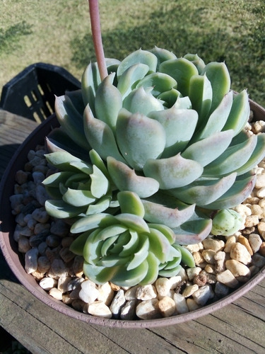Imagen 6 de 10 de Echeveria Elegans Rosa De Alabastro -cultivo En 5pulgadas