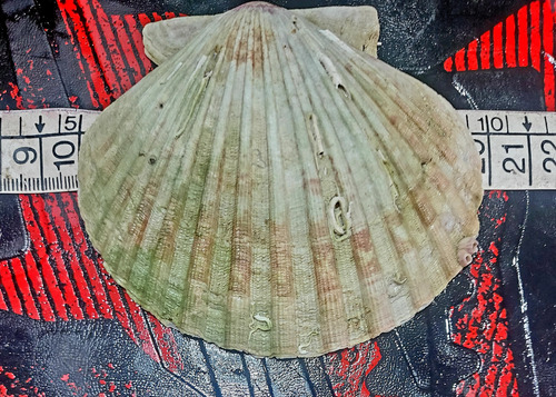 6 Caracoles Veiras Shell (8 A 10,5cm)rest Artesanias Pecera Sin Variantes (Usado)