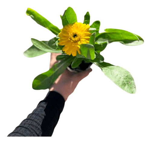 Planta La Calendula Sirve Para Las Verrugas