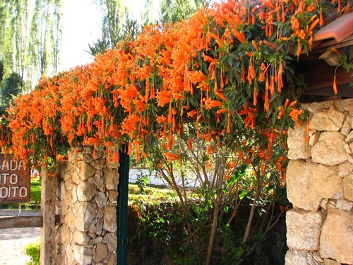 Imagen 1 de 4 de Bignonia De Invierno, Trompetero Naranja 5lts