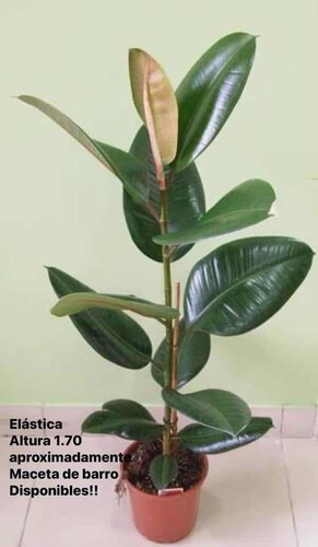 Plantas De Lujo Con Maceta Incluida