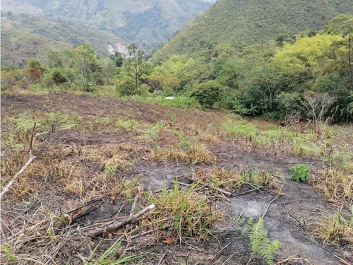 Se Vende Finca En Pijao - Quindío