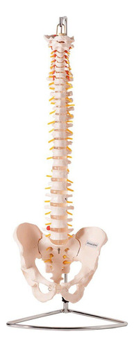 Coluna Vertebral Flexível Tamanho Natural Real Anatomia Prol