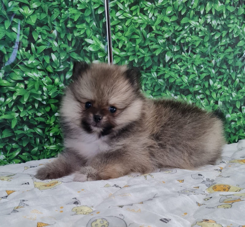 Spitz Alemão Fêmea Laranja