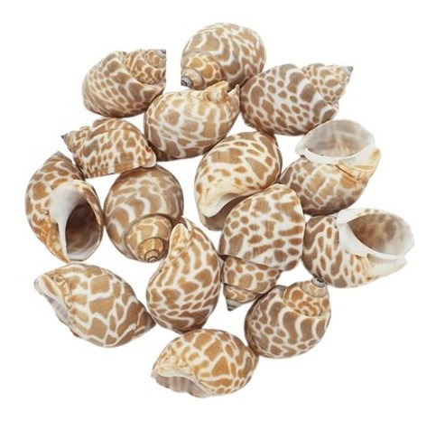Imagen 2 de 10 de Caracolas Y Conchas Marinas Para Velas De Gel - 12 Piezas
