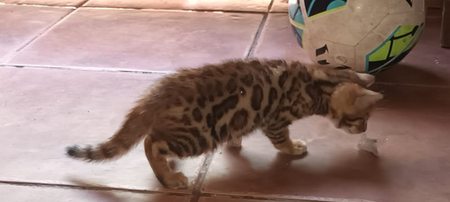 Gatos Bengal