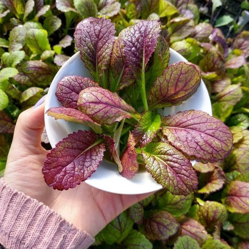 Sementes De Mostarda Roxa Osaka 6.300 Sementes