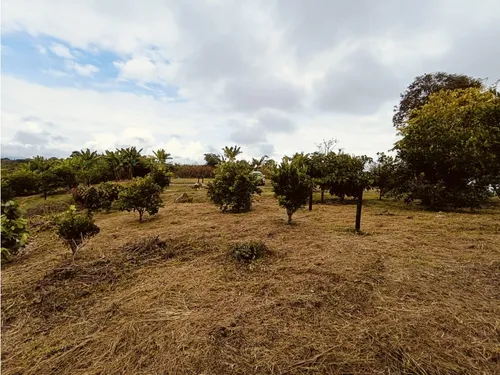 Se Venden Lotes En Quimbaya - Quindío