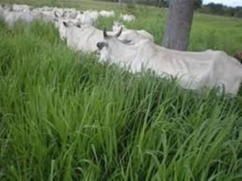 Brachiaria Brizantha Mg-5 Vitoria - 1 kg de semillas