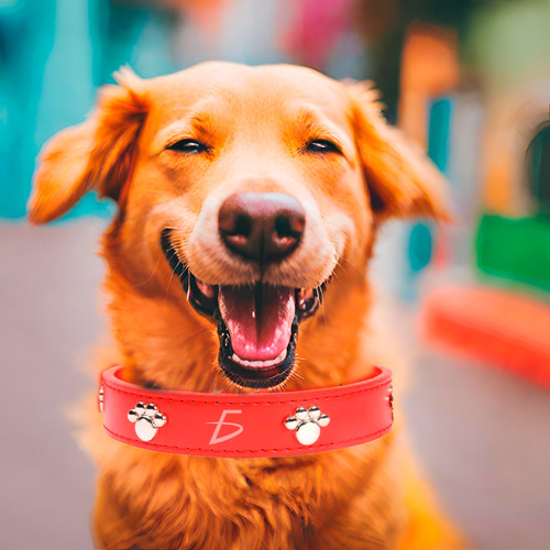 Collar Mascota Cuero Resistente Diseño Huellas Ajustable L Color Rojo Huella
