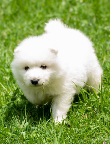 Cachorro Samoyedo Hembra Y Macho 