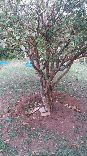 Imagem 6 de 16 de Chácaras Em Condomínio À Venda Em Atibaia/sp - Compre O Seu Chácaras Em Condomínio Aqui! - 1382501