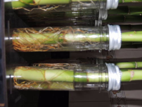 Imagen 4 de 9 de Lucky Bamboo Bambu De La Suerte Espiral 50 Cm Solo Vara X10