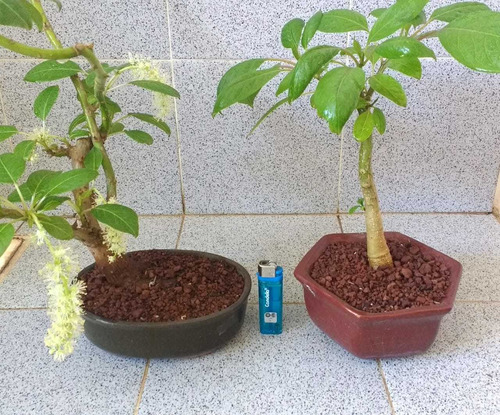 Sustrato Puzolana Bonsai X 5kilos