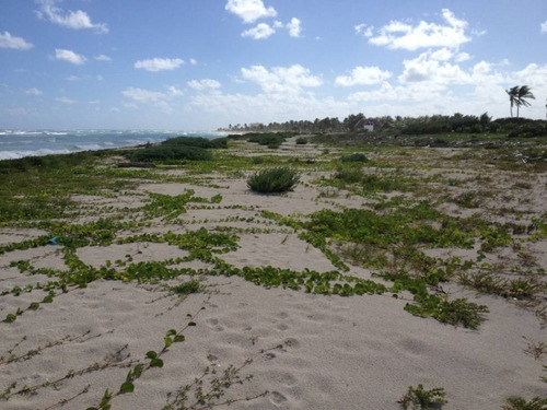 Imagen 3 de 16 de Oportunidad!! Terreno Frente Al Mar Mahahual-rio Indio P2699