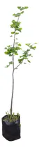 Comprar Ginkgo Biloba, Nogal Del Japón Para Exteriores, En 10 Litros