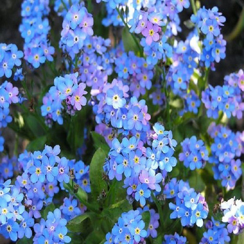 100 Sementes Flor Miosótis Cor Azul