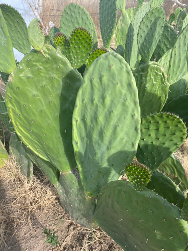 Semilla De Nopal Verdura Variedad Atlixco 25 Piezas
