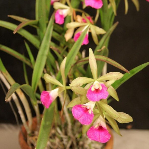 Brassavola Perrini X Cattleya Guttata Coleção Linda Orquídea