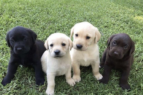Cachorros Labrador Precioso
