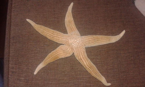 Estrella De Mar Grande