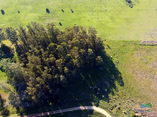 Venta De Terreno De 10.000 M2 En Las Silvias, Punta Ballena