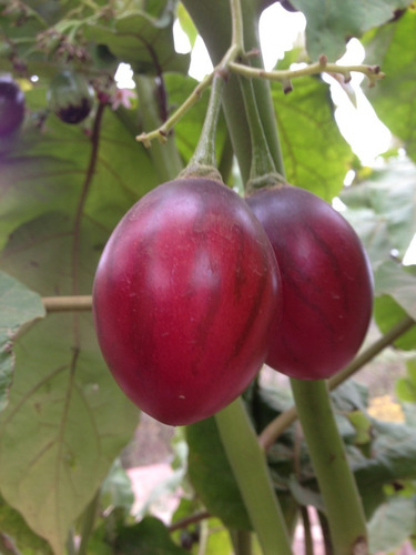 Planta De Tomate De Árbol - Chilto - Frutal Nativo!!!