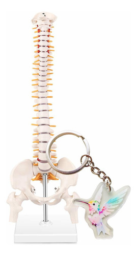 Un Modelo Anatómico Del Esqueleto De La Columna Vertebral Mé