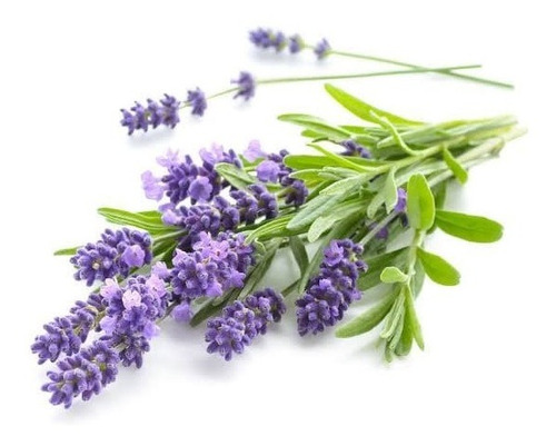 Semillas De Lavanda Perfumada - Lavandula Vera