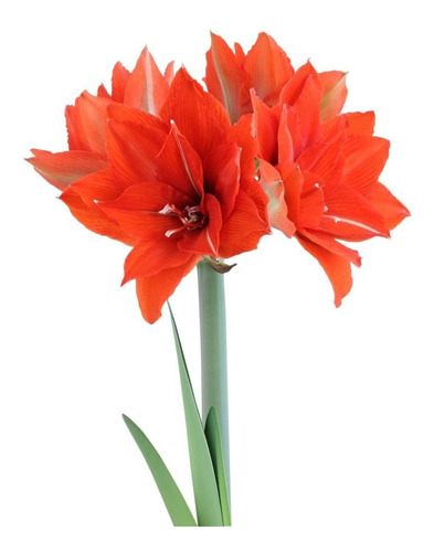 Bulbos De Amaryllis Doble Exotico 2019 Bulbos De Holanda