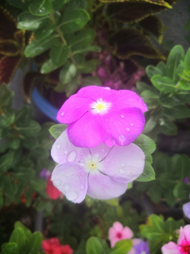 Vinca