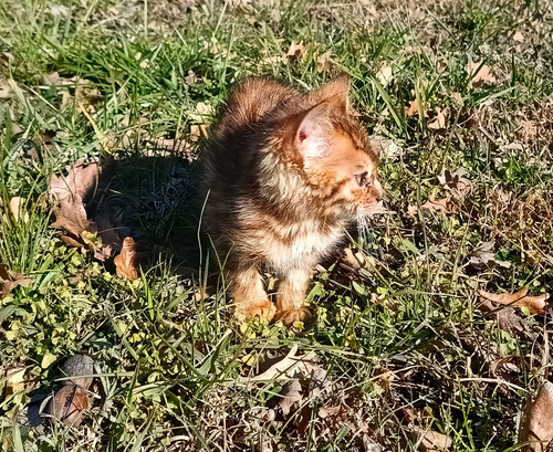 Gatita Hembra Bengal Con Pedigree Entr. Inmediata Brown