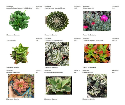 Plantas Suculentas Pequeñas, Un Detalle Vivo.