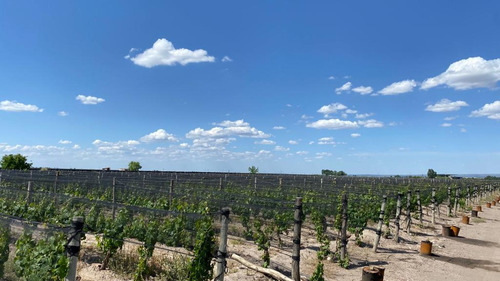 Viñedo | 8 Has Malbec | El Cepillo, San Carlos | Mendoza