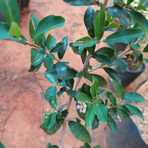 Goiaba Tailand.+acerola Produzindo E Maçã + Pera P/ Produzir