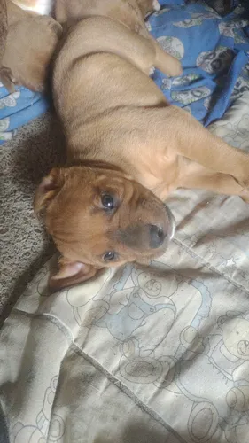 Pitbull