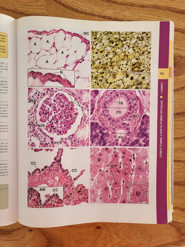 Histología Texto Y Atlas Color Ross Pawlina, 6a Ed. (Usado)