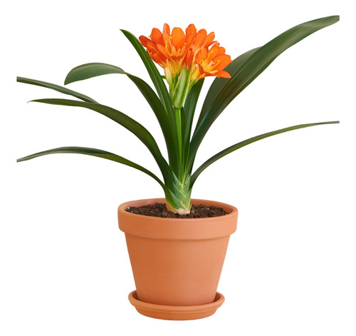 Planta Clivia Enfermedades