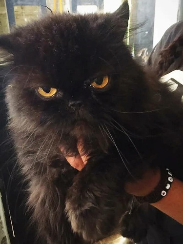 Imagen 2 de 3 de Gato Persa Negro