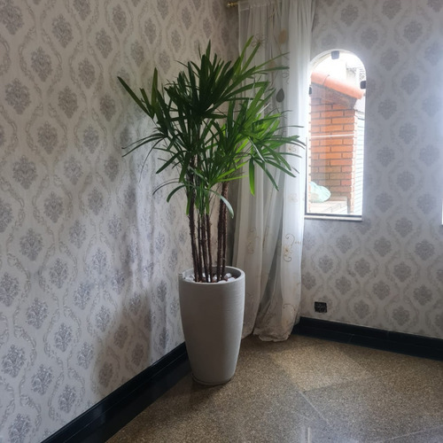 Planta Natural Palmeira Ráfia Com Vaso Decorativo